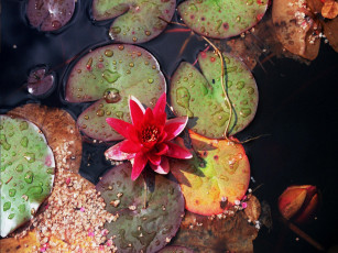 Картинка цветы лилии водяные нимфеи кувшинки