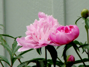 Картинка цветы пионы