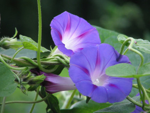 Картинка цветы вьюнки ипомеи