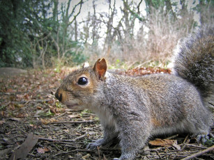 Картинка животные белки