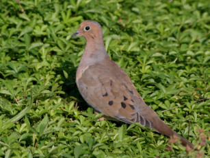 Картинка животные голуби