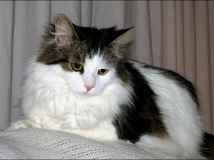 Картинка животные коты