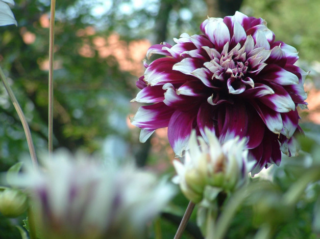 Обои картинки фото цветы, георгины