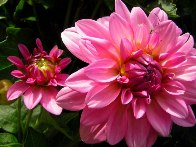 Обои картинки фото цветы, георгины