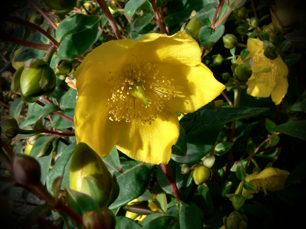 Обои картинки фото цветы, калужницы, лютики