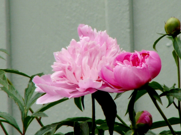 Обои картинки фото цветы, пионы