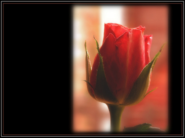 Обои картинки фото цветы, розы