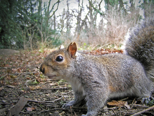 Обои картинки фото животные, белки