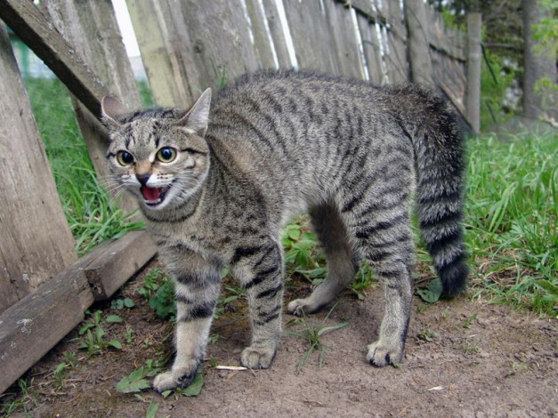 Обои картинки фото животные, коты