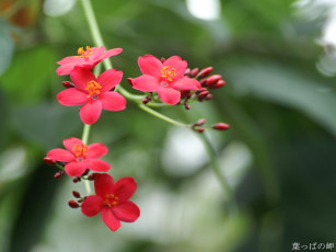 Картинка цветы