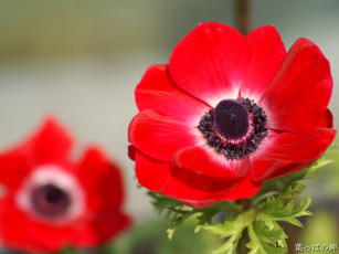 Картинка цветы анемоны адонисы