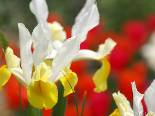 Картинка цветы ирисы