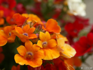 Картинка цветы лантана вербена