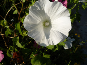 Картинка цветы лаватера