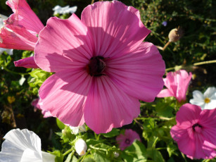 Картинка цветы лаватера