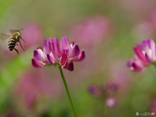 Картинка цветы луговые полевые