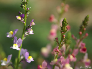Картинка цветы луговые полевые