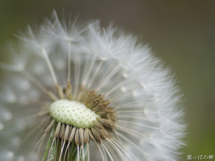 Картинка цветы одуванчики