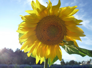 Картинка цветы подсолнухи