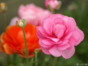 Картинка цветы ранункулюс азиатский лютик