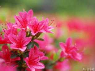 Картинка цветы рододендроны азалии