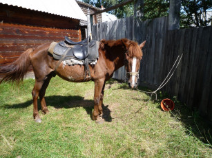 Картинка животные лошади