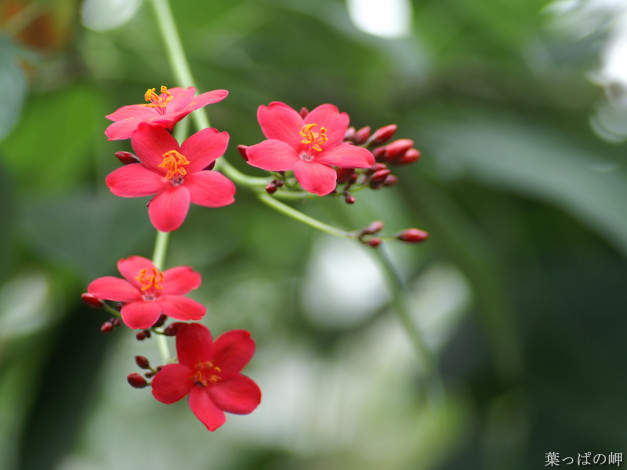 Обои картинки фото цветы