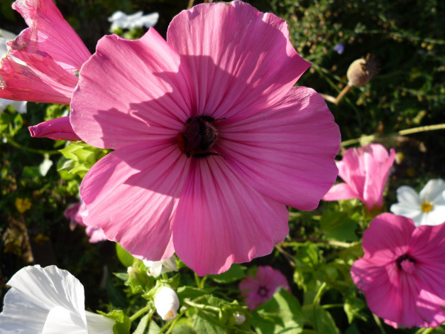 Обои картинки фото цветы, лаватера