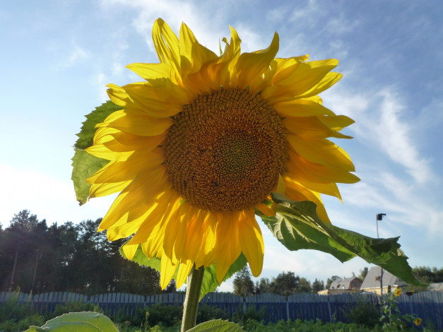 Обои картинки фото цветы, подсолнухи