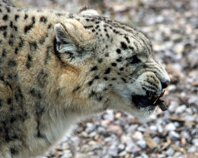 Картинка животные снежный барс ирбис