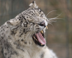 обоя животные, снежный, барс, ирбис