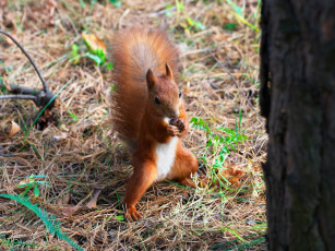 Картинка животные белки