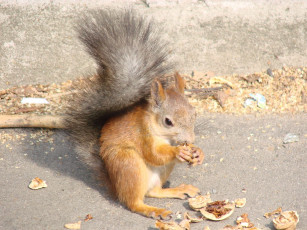 Картинка животные белки