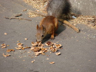 обоя животные, белки