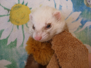 Картинка животные хорьки ласки соболи горностаи куницы