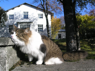 Картинка животные коты