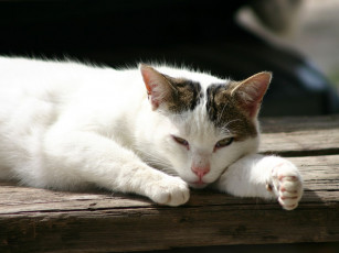 Картинка животные коты