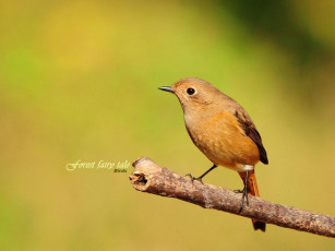 Картинка животные птицы