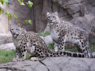 Картинка животные снежный барс ирбис