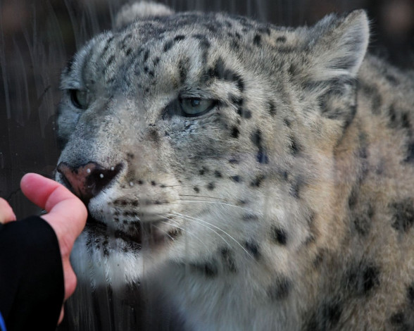 Обои картинки фото животные, снежный, барс, ирбис