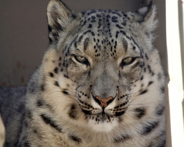 Обои картинки фото животные, снежный, барс, ирбис