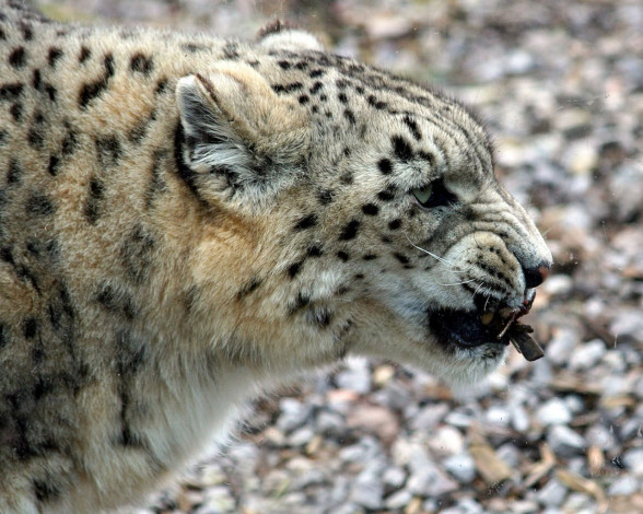 Обои картинки фото животные, снежный, барс, ирбис