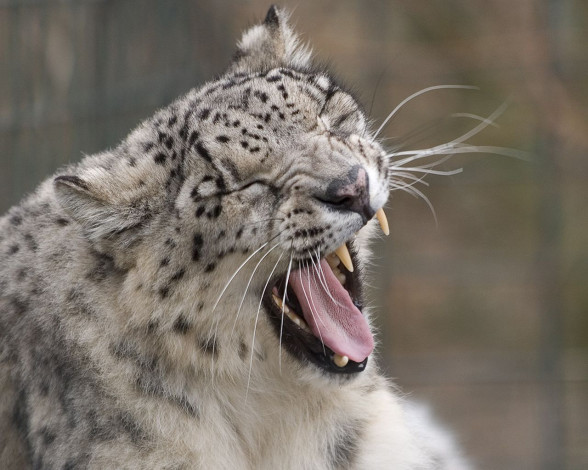 Обои картинки фото животные, снежный, барс, ирбис