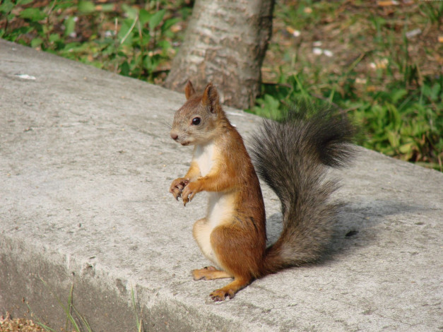 Обои картинки фото животные, белки