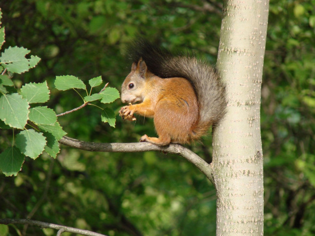 Обои картинки фото животные, белки