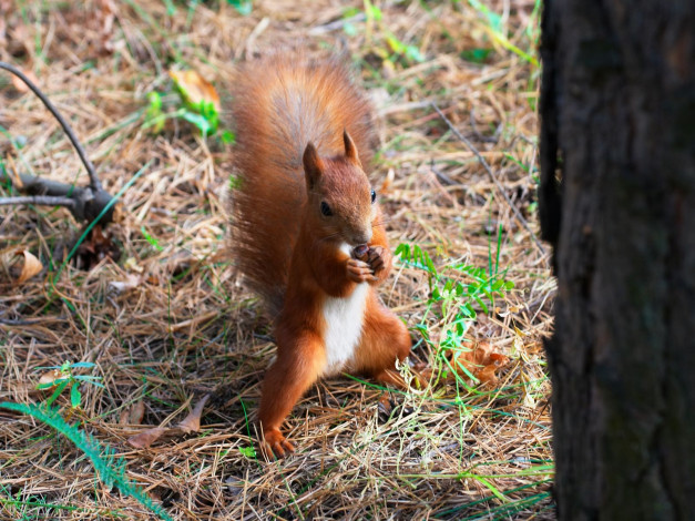 Обои картинки фото животные, белки