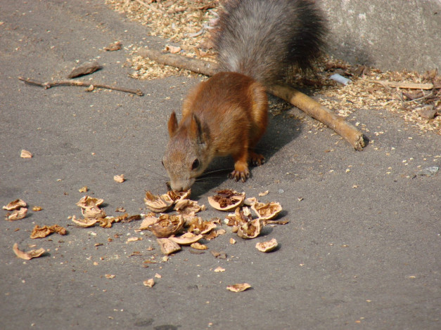 Обои картинки фото животные, белки