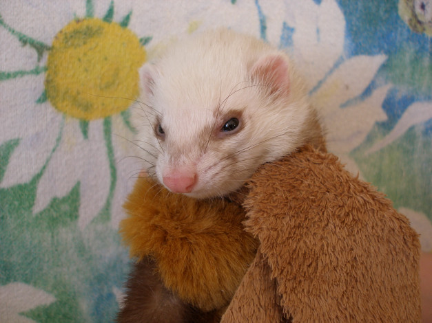 Обои картинки фото животные, хорьки, ласки, соболи, горностаи, куницы