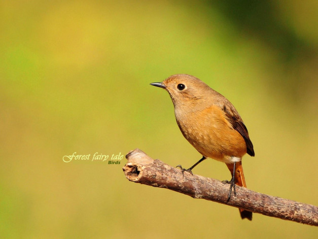 Обои картинки фото животные, птицы