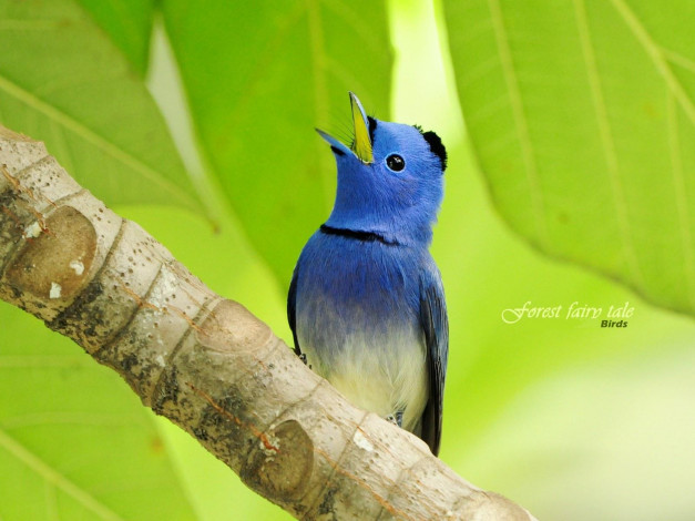 Обои картинки фото животные, птицы